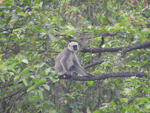 Image of Central Himalayan Langur