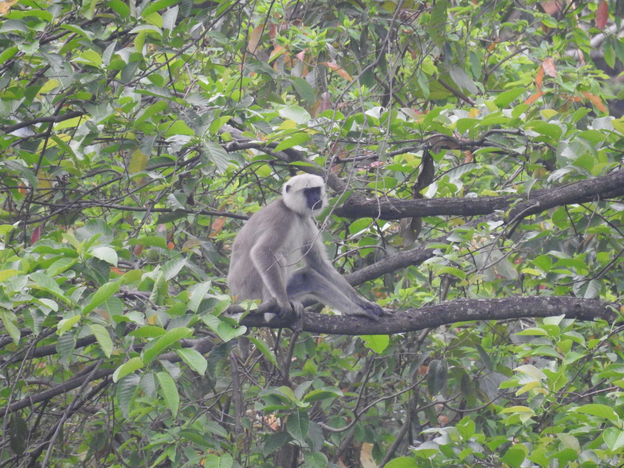 Image of Central Himalayan Langur