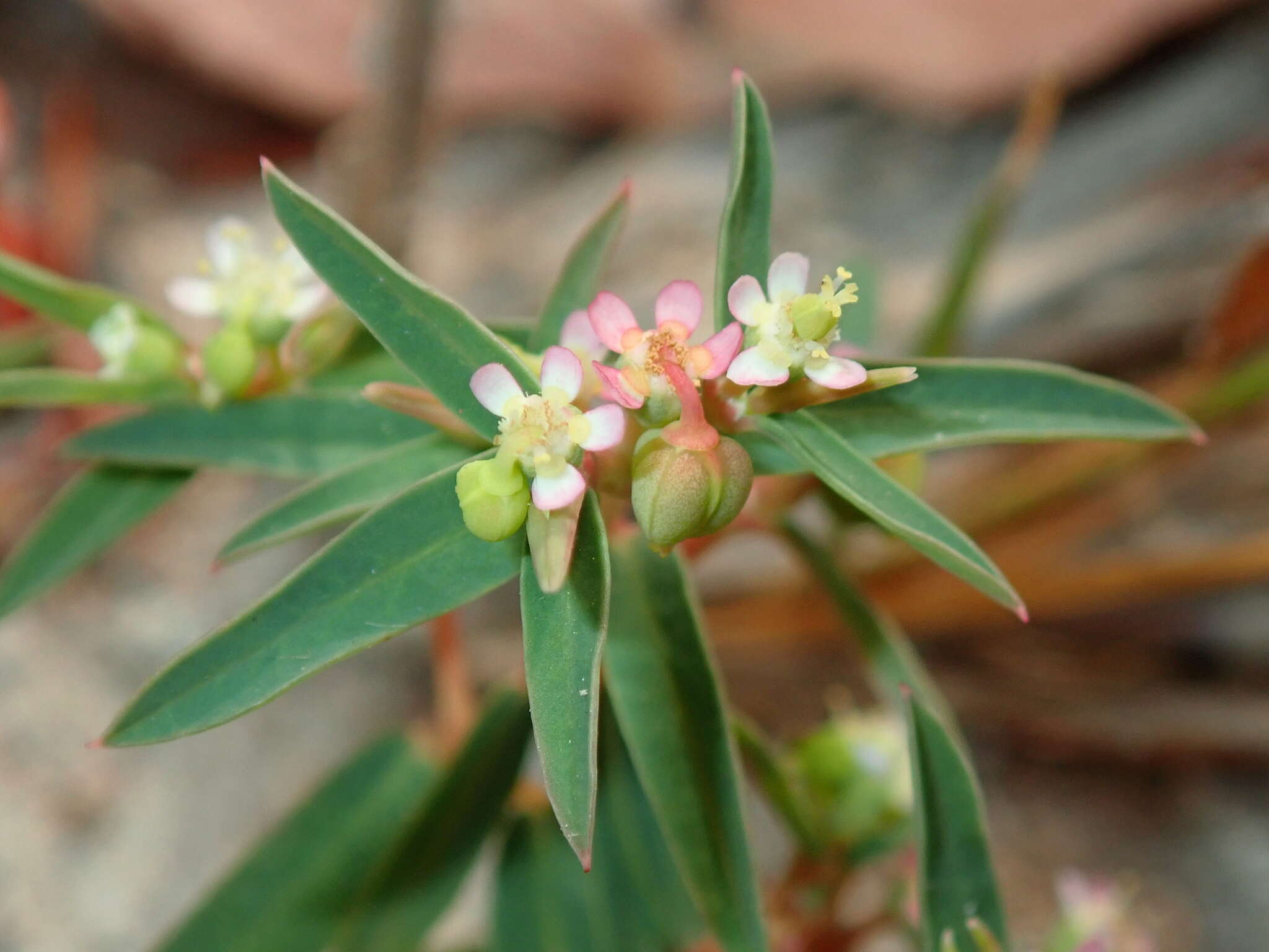 Image of Euphorbia potentilloides Boiss.