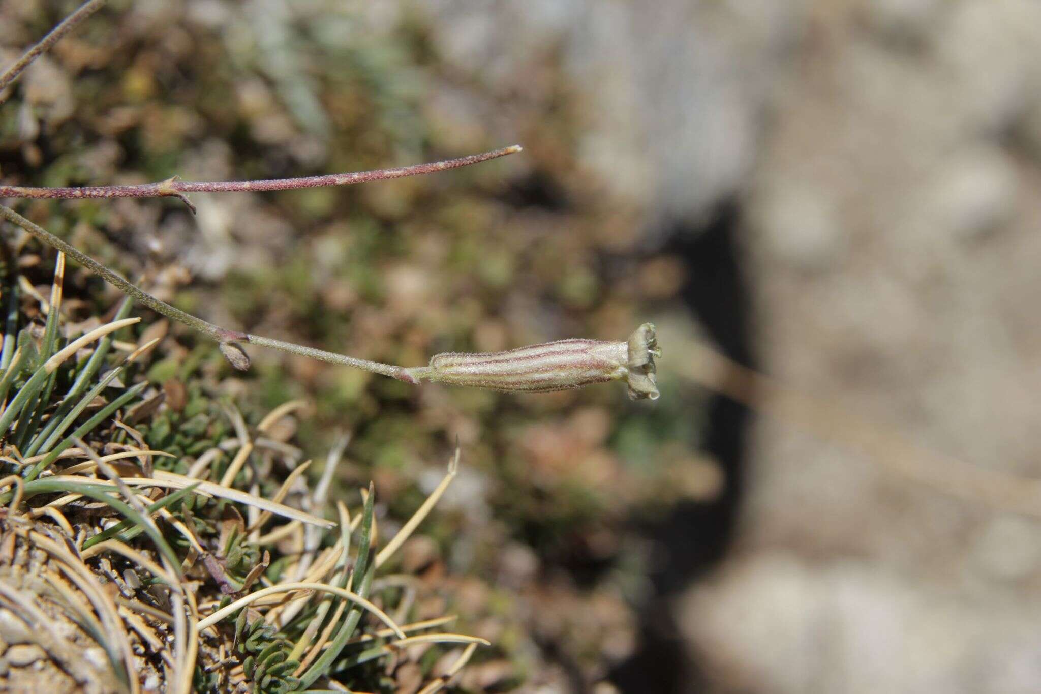 Imagem de Silene ciliata Pourret