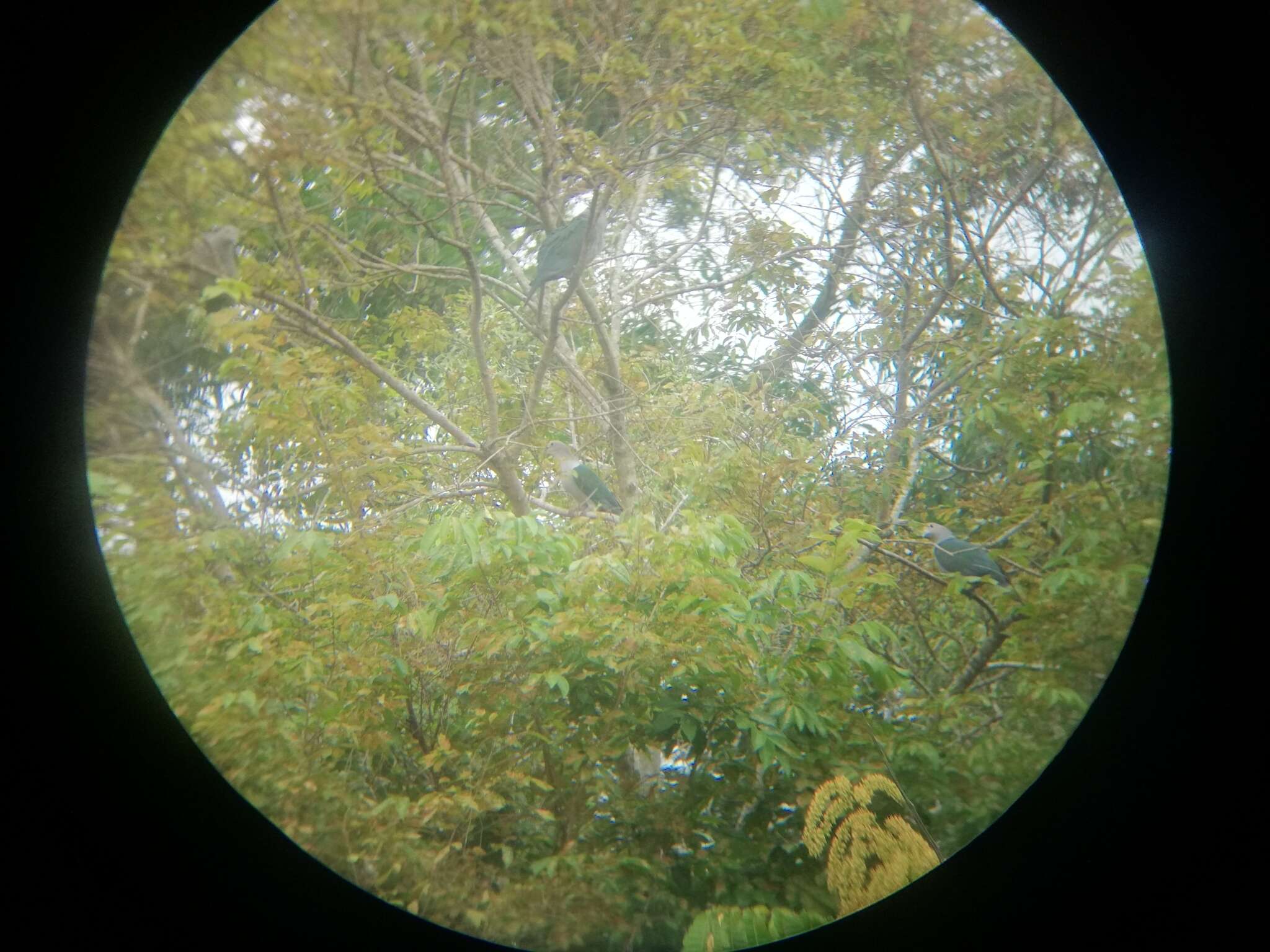 Imagem de pombo imperial verde