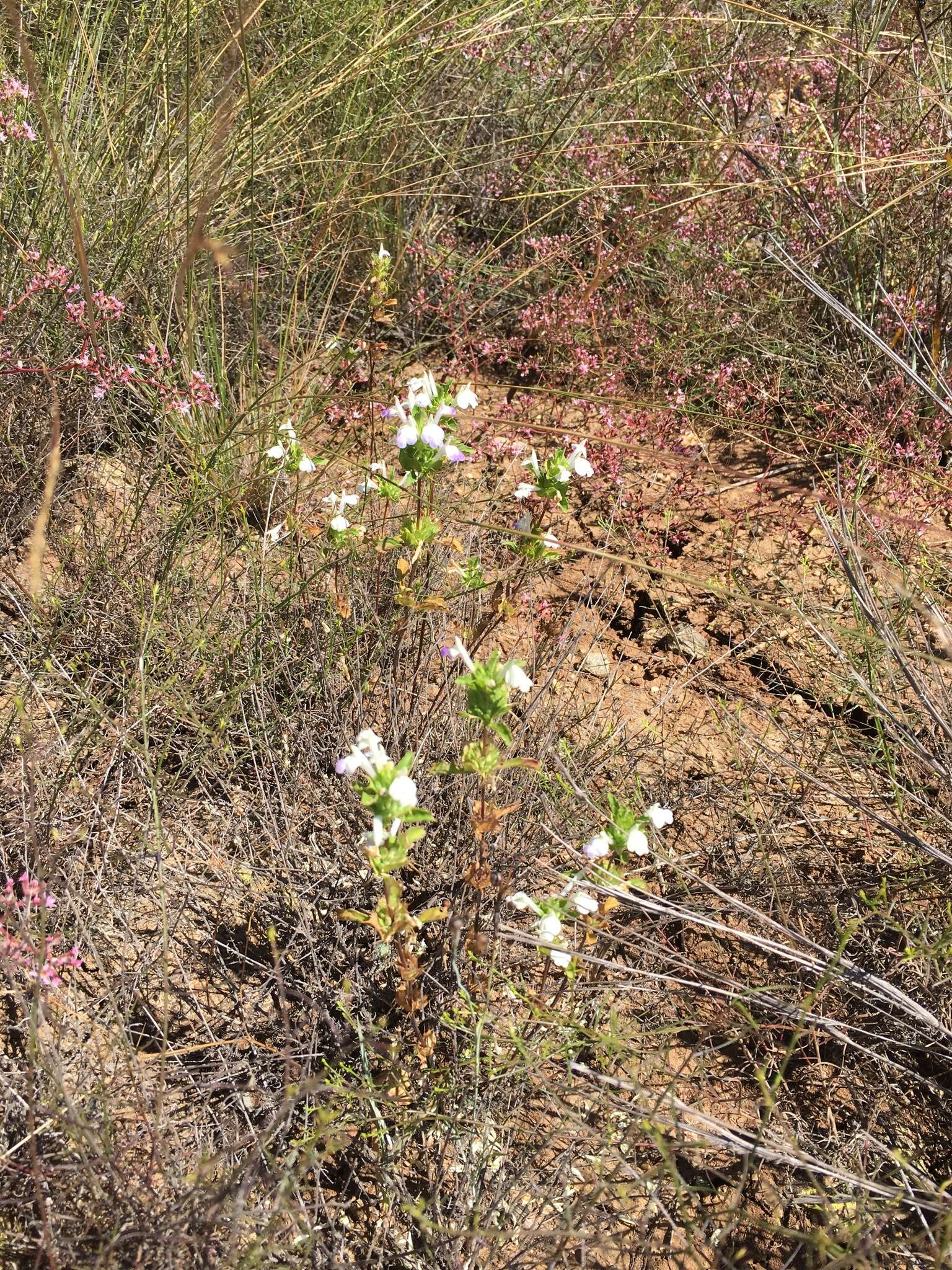 Image of San Diego thorn-mint