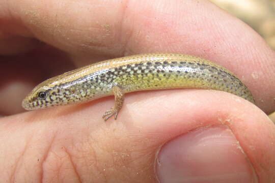 Image of White-spotted Supple Skink