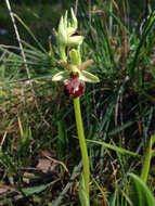 Image of Early spider orchid