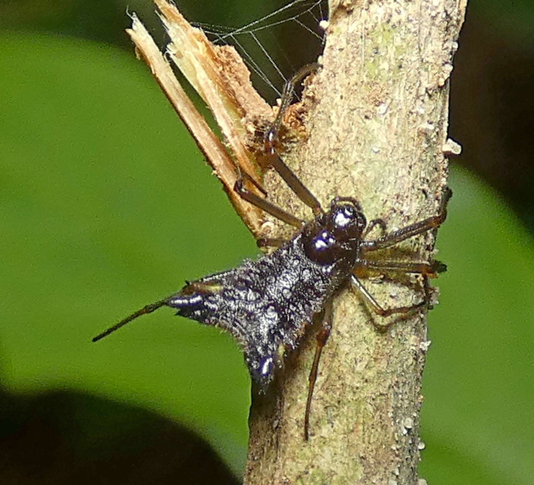 Image of Micrathena triangularis (C. L. Koch 1836)