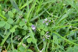 Image of Aztec Clover