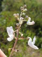 Image of <i>Equilabium laxiflorum</i> Mwany., A. J. Paton & Bot. J. Linn. Soc.