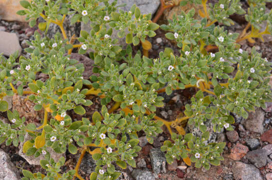 Image of eggleaf fiddleleaf