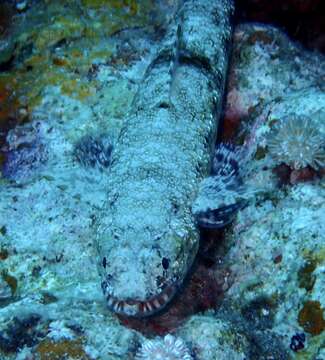 Image of Gracile lizardfish