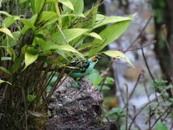 Image of Golden-eared Tanager