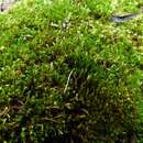 Imagem de Bryum coronatum Schwaegrichen 1816