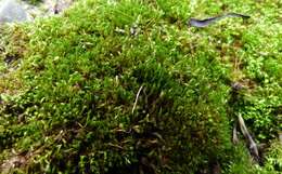 Image of bryum moss