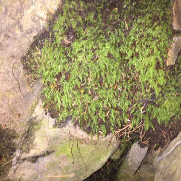 Image of Snow Rock-moss