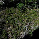 Image of Osteospermum subulatum DC.