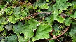 Image of British felt lichen