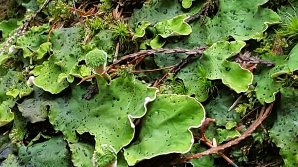 Image of British felt lichen