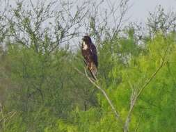 Image of White-tailed Hawk