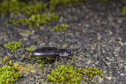 Plancia ëd Falcicornis tenuecostatus mochizukii (Miwa 1937)