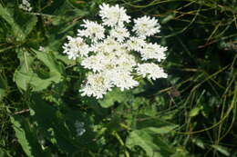 Imagem de Heracleum moellendorfii Hance