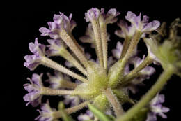 Image of Carleton's sand verbena