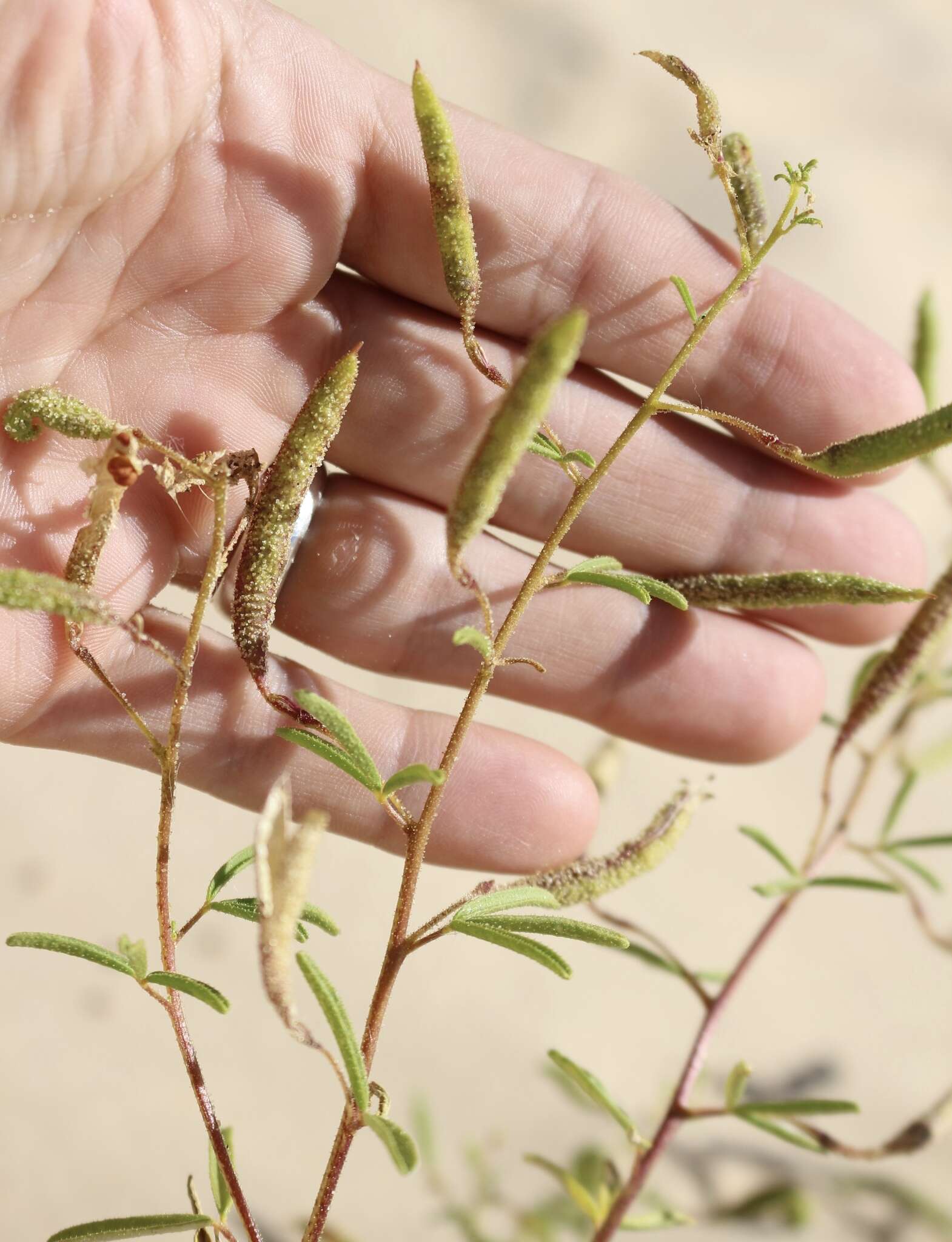 Image of James' clammyweed