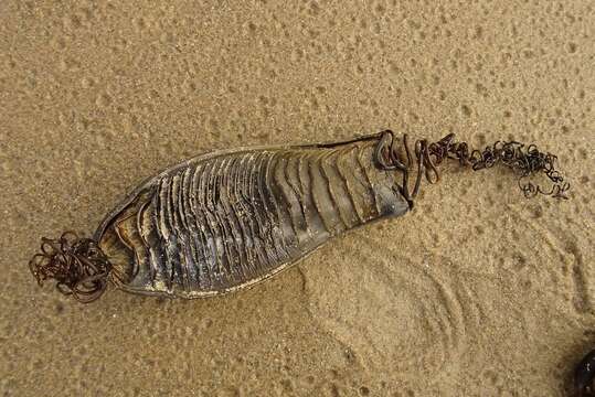 Image of Australian Swellshark