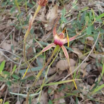 Image de Caladenia ferruginea Nicholls