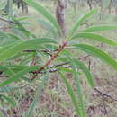 Image of Protea petiolaris (Engl. ex Hiern) Welw.