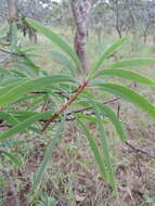 Image of Protea petiolaris (Engl. ex Hiern) Welw.