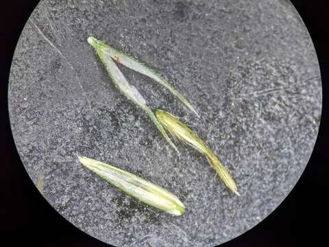 Plancia ëd Muhlenbergia frondosa (Poir.) Fernald