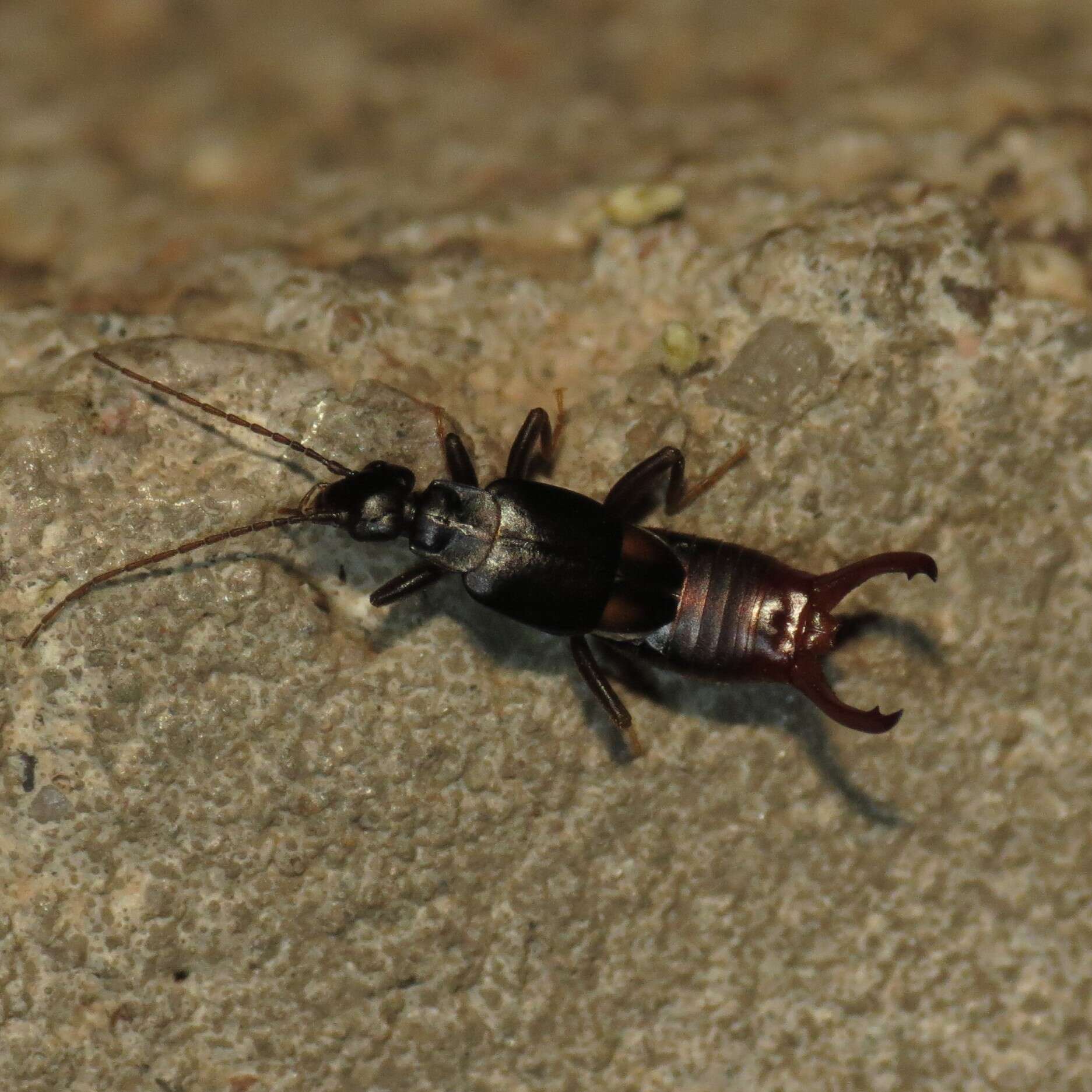 Image de Vostox apicedentatus (Caudell 1904)