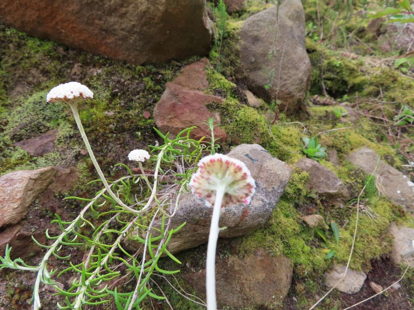 Image of Anaxeton asperum subsp. asperum