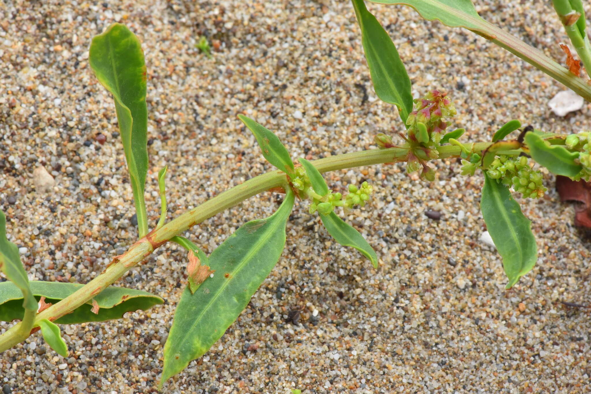 Image of Fleshy Willow Dock