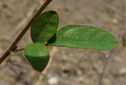 Desmodium ospriostreblum Chiov. resmi