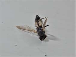 Image of Little House Fly