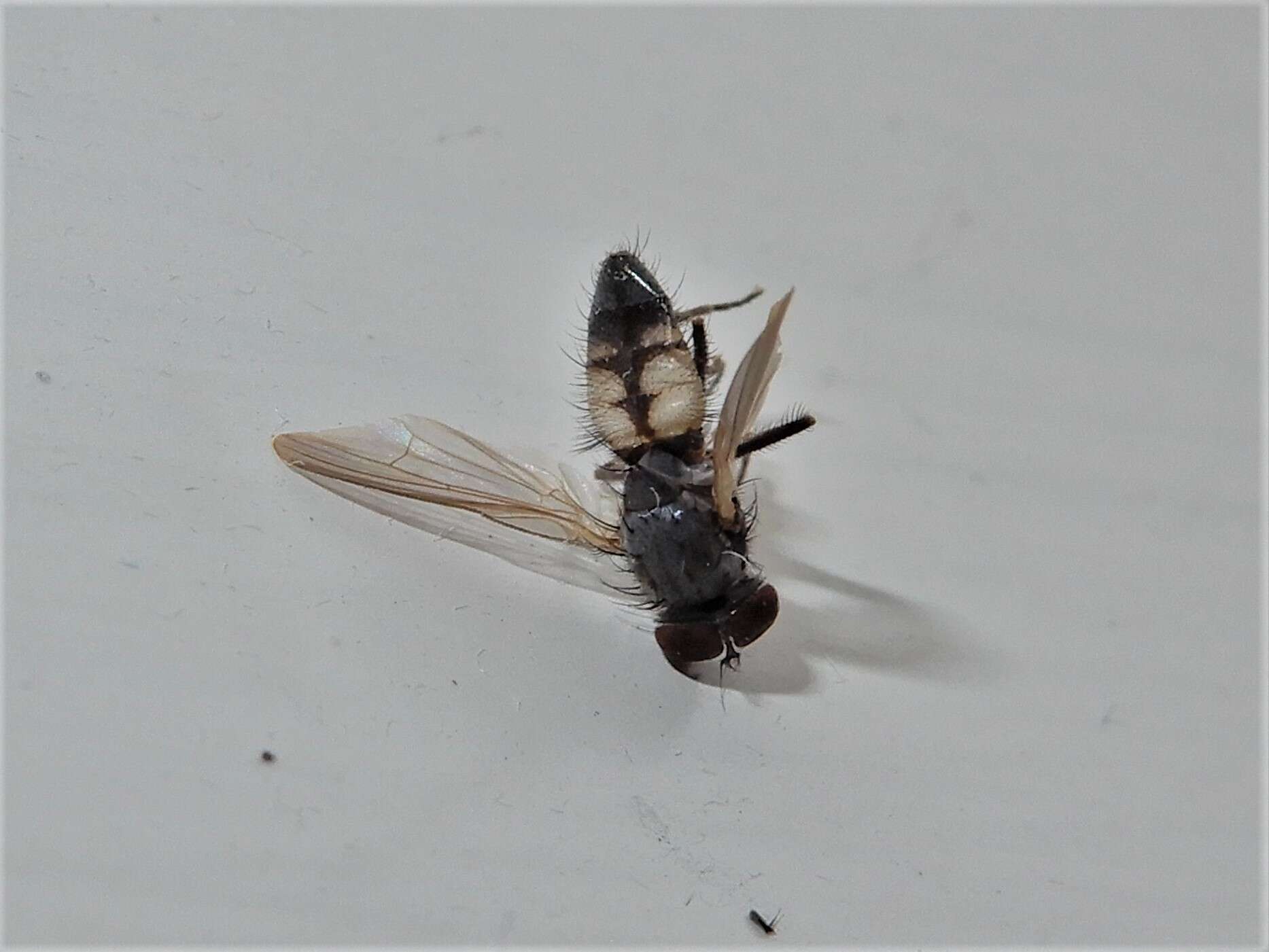 Image of Little House Fly