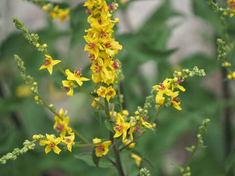 Image de Verbascum pyramidatum Bieb.