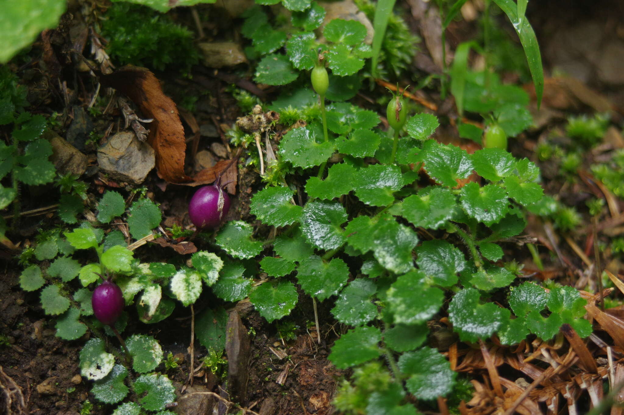 Imagem de Lobelia nummularia Lam.