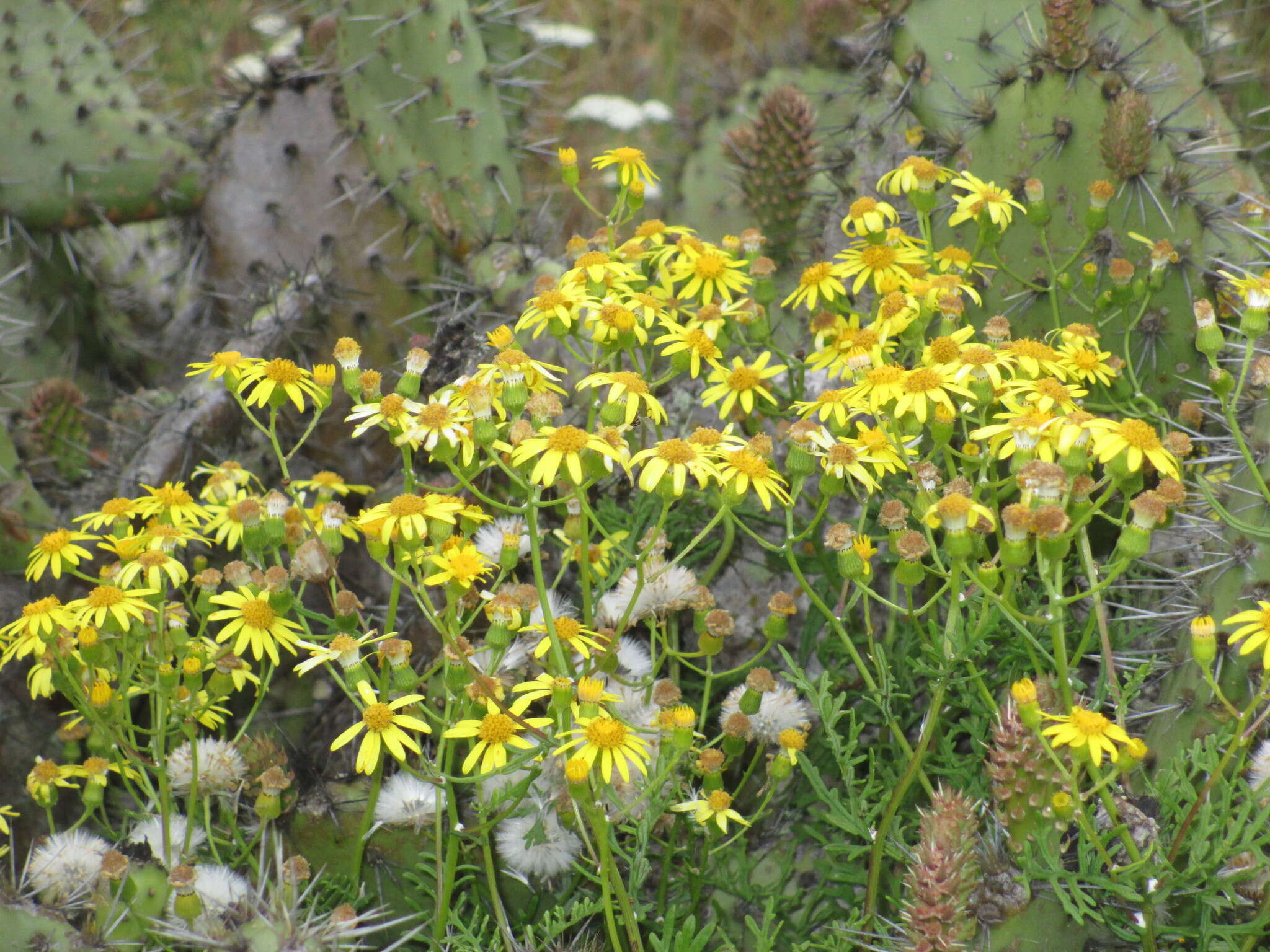 Plancia ëd Senecio lyonii A. Gray ex Lyon