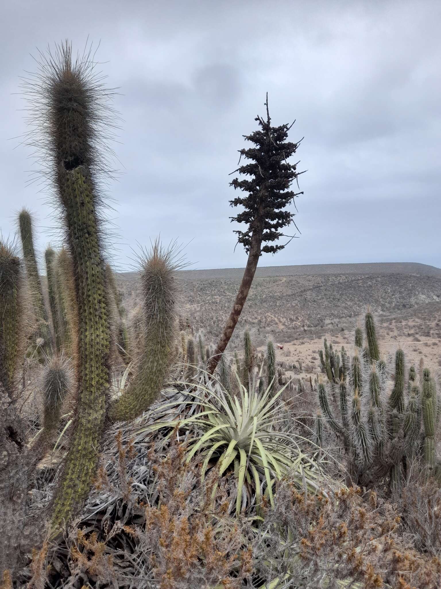 Puya alpestris subsp. zoellneri Zizka, J. V. Schneid. & Novoa的圖片