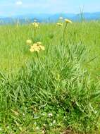 Imagem de Lomatium triternatum var. brevifolium (Coult. & Rose) Mathias