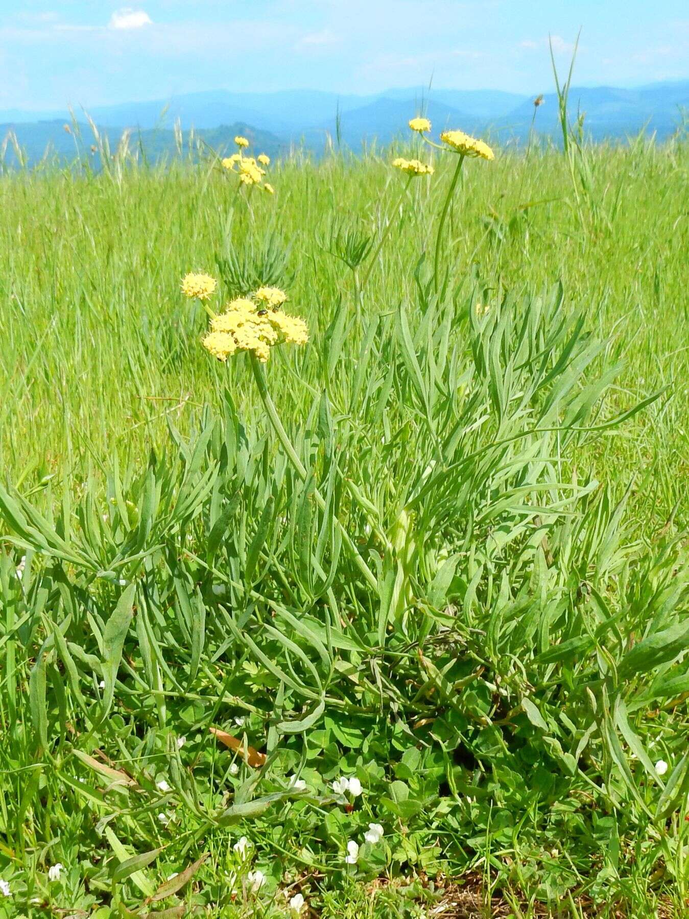 Image of nineleaf biscuitroot