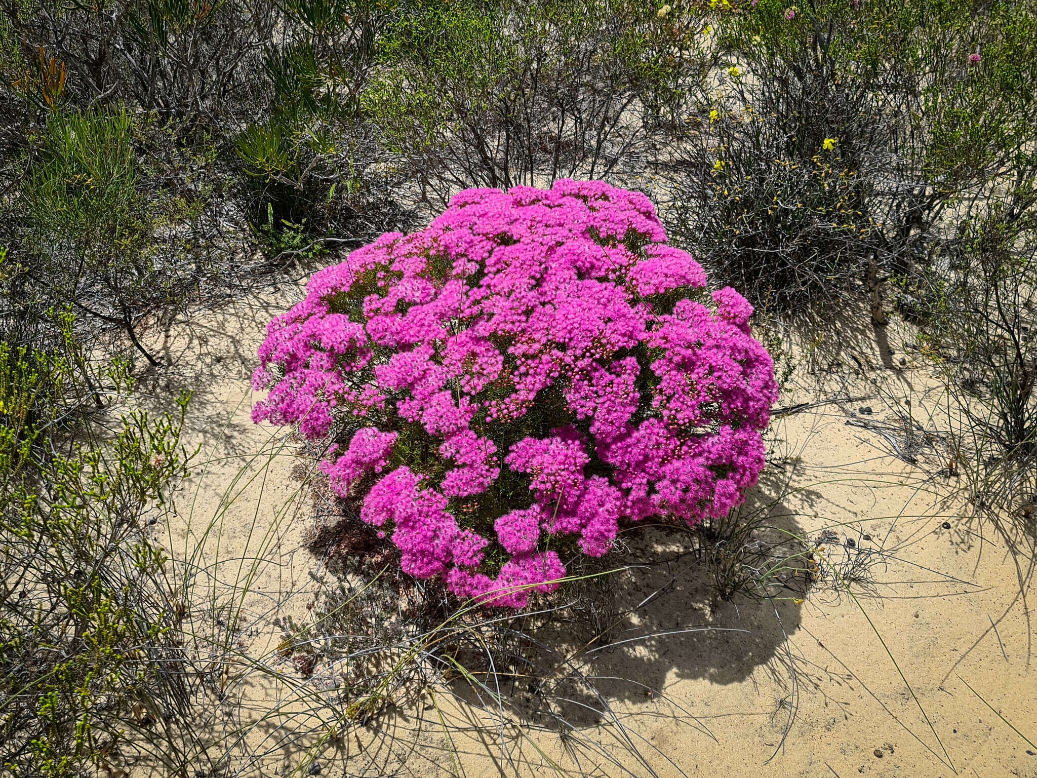 Image de Verticordia monadelpha Turcz.