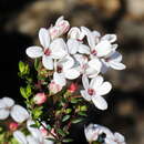 Image of Adenandra marginata subsp. mucronata Strid