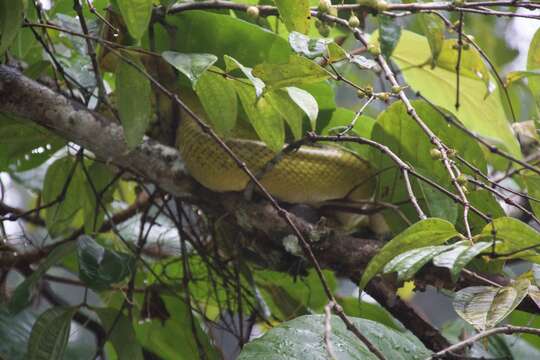 Plancia ëd Gonyosoma oxycephalum (F. Boie 1827)