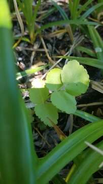 Berula erecta subsp. erecta resmi