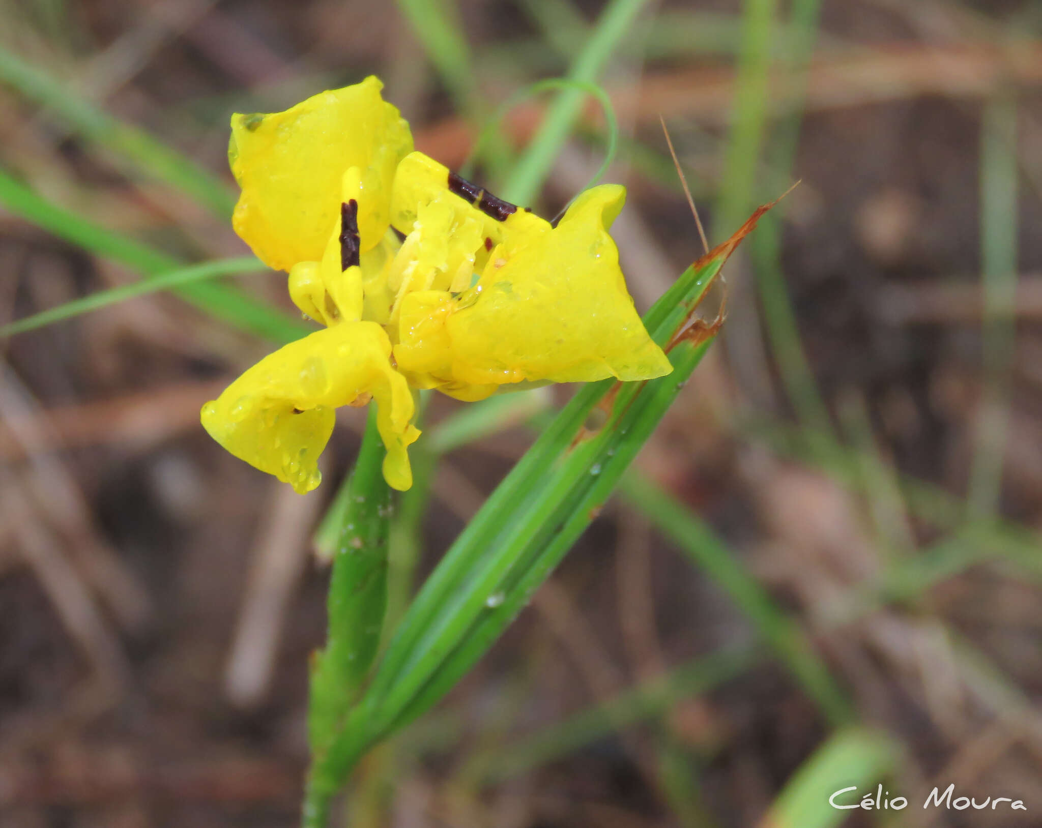 Imagem de Cipura xanthomelas Maxim. ex Klatt