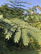 Image of tall albizia