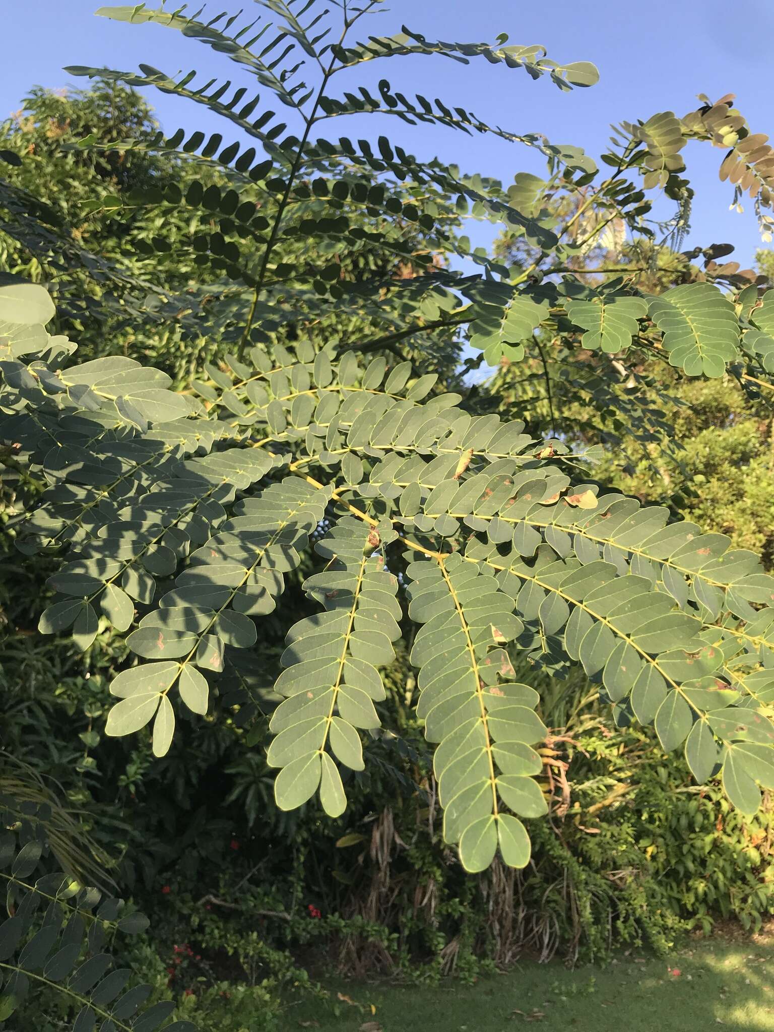 Image of tall albizia