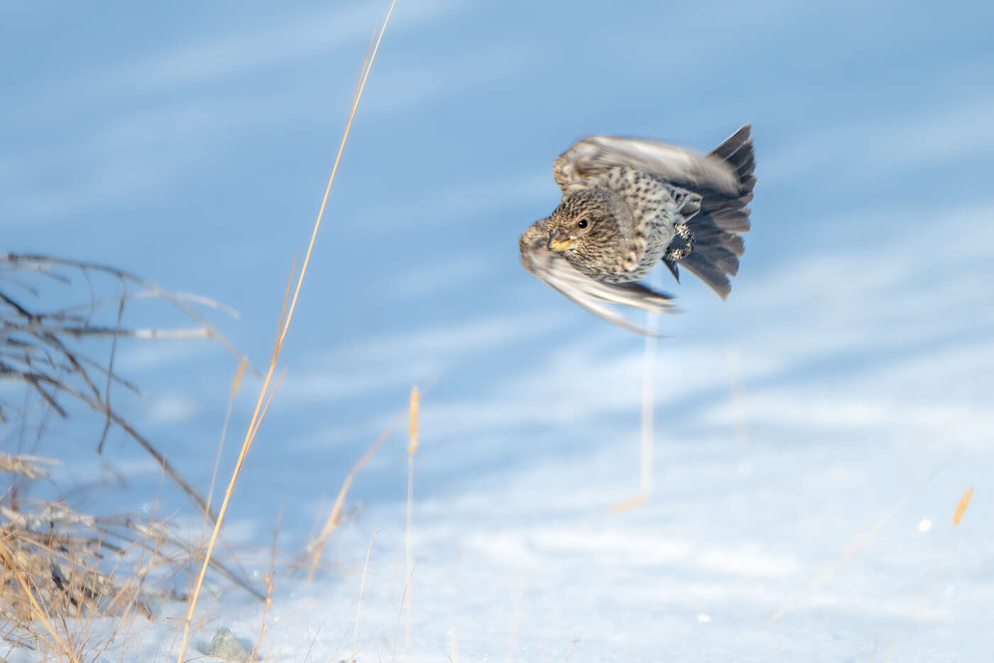 Image of Great Rosefinch